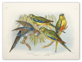 Euphema Aurantia. Orange-Bellied Grass P… Gracius Broinowski