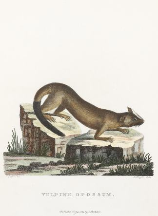 Vulpine Opossum. Australian - General Vulpine Opossum. Australian - General