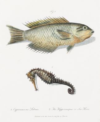 1. Cyprinaceous Labrus 2. The Hippocanth… Fish & Marine Life