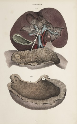 [ORGANS] Liver, gallbladder, hepatic art… Anatomical William Home Lizars