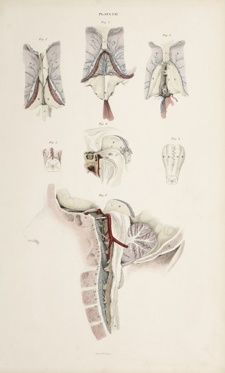 [BRAIN] Dissection of the head, brain, c… Anatomical William Home Lizars