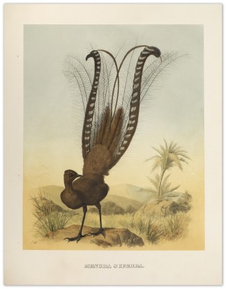 Menura Superba. Australian