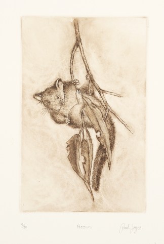 Possum Paul Joyce (Sydney Etchings)