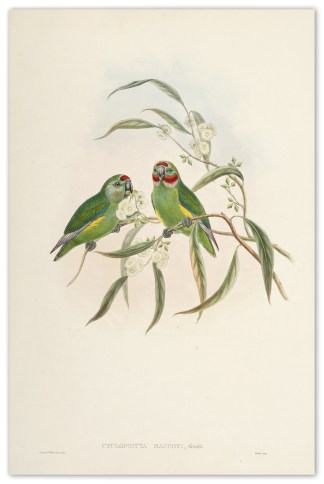 Cyclopsitta maccoyi. M’Coy’s… Australian