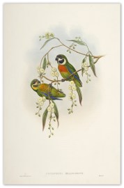 Cyclopsitta melanogenys. Blacked-cheeked Perroquet.-