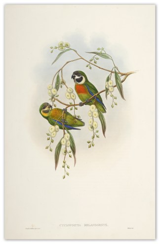 Cyclopsitta melanogenys. Blacked-cheeked… The Birds of New Guinea