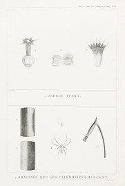 Aseroe Rubra. Araignee Que les Caledoniens Mangent. ANIMALS Aseroe Rubra. Araignee Que les Caledoniens Mangent.