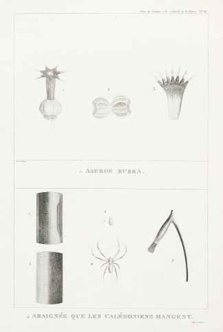 Aseroe Rubra. Araignee Que les Caledonie… PACIFIC