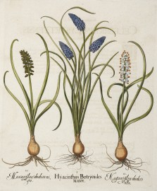 1. Hyacinthus Botryodies Major