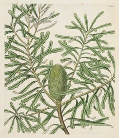 [Banksia Marginata (B.) Microstachya, Green-flower… Acquisitions Maps & Prints