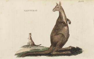 Kanguroo Australian - General