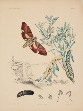 Coequosa triangularis [Double-headed haw… Acquisitions Maps & Prints