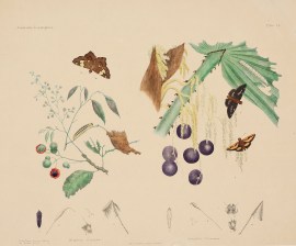 Hesperia Coreeba. Pamphila Palmarum. Acquisitions Maps & Prints