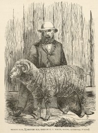 Merino Ram, 7 1/2 Months old, Bred by H.C, White, Bando, Liverpool Plains.
