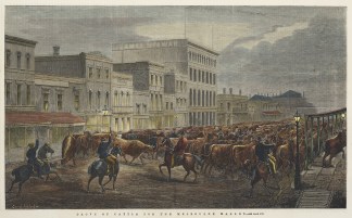 Drove of Cattle for the Melbourne Market… Melbourne