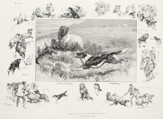 Sheep-dog trials in Westmoreland Dogs
