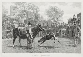 A sale of Shorthorns.