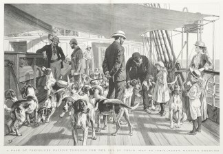 A pack of Foxhounds passing through the … Dogs