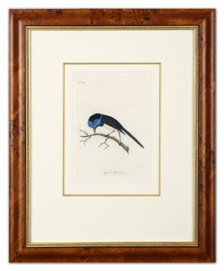 Superb Warbler. Australian