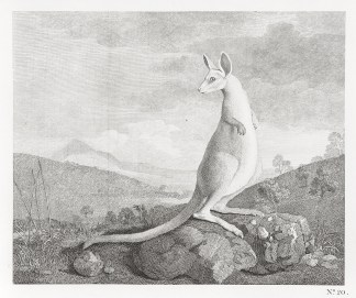 [The Kanguroo, an Animal found on the Co… Acquisitions Maps & Prints