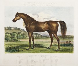 [Turkoman] Arab-Toorkman Charger (From Syria) The … Equestrian