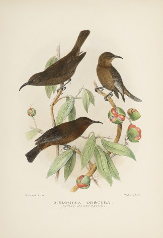 Melomyza Obscura (Dusky Honey-Eater) Australian