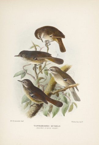 Tasmanornis Humilis (Brown Scrub-Wren). Australian