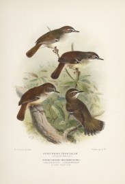 Sericornis Frontalis (Scrub-Wren) Sericornis Herbe… Australian - Mathews