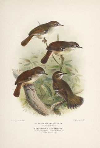 Sericornis Frontalis (Scrub-Wren) Serico… Australian