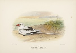 Phaethon Dorothaea. (White-Tailed Tropic Bird.) Australian - Mathews