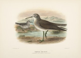 Tringa Incanus. (American Grey-Rumped Sa… Australian