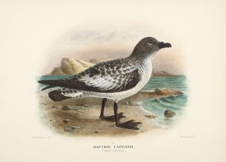 Dapton capensis. (Cape petrel). Australian
