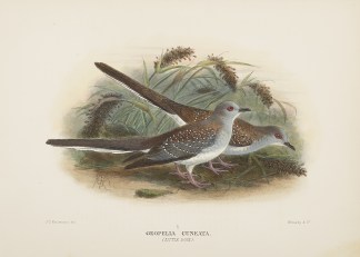 Geopelia Cuneata. (Little Dove). Australian