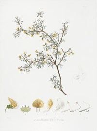 L’Adesmie epineuse. [Adesmia microphylla] World - Nonindigenous General