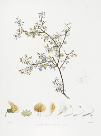 L’Adesmie epineuse. [Adesmia micro… General / Global