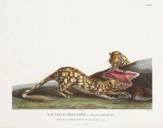 Nouvelle-Hollande: Nouvelle Galles du Su… Australian - General