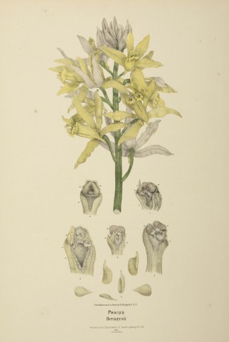 Phaius Bernaysii [Yellow Swamp-orchid] Australian - Fitzgerald Orchids