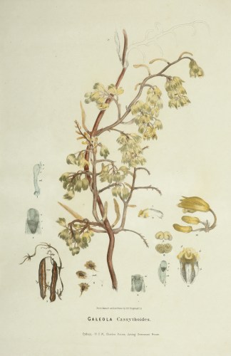 Galeola Cassythoides Australian - Fitzgerald Orchids