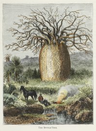 The Bottle-Tree. Australian - General