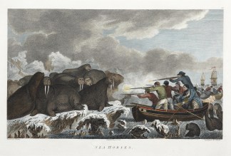 Sea Horses. Captain Cook