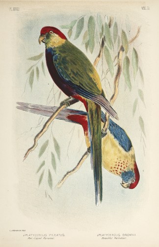 Platycercus Pileatus. Red-Capped Parrake… Gracius Broinowski