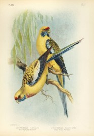 Platycercus Flaveolus. Yellow Rumped Parrakeet. Pl… Australian - Broinowski