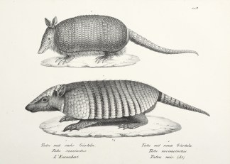 Tatu sexcinctus. Tatu novemcinctus. (Arm… General / Global