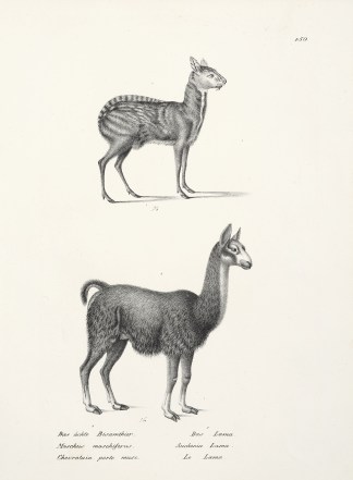 Moschus moschiferus. Auchenia Lama. (Lla… General / Global