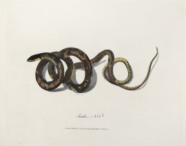 Snake, No.1
