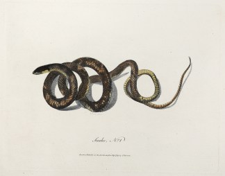 Snake, No.1 Reptiles & Amphibians