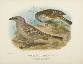 Alphachlamydera cerviniventris. (Fawn-breasted Bow… Australian - Mathews