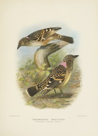 Chlamydera Maculata (Spotted Bower-Bird) BIRDS