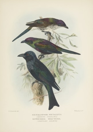 Metallopsar Metallicus (Shining Starling… Australian