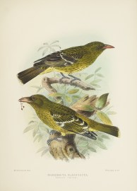 Neomuneta Flavocincta (Yellow Oriole.) Australian - Mathews